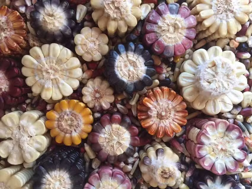 Almac&eacute;n Natural La Abuela