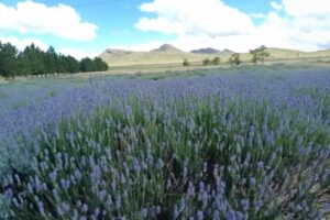 Arom&aacute;ticas Las Mulitas