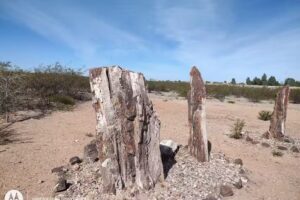 Bosque Petrificado Valcheta