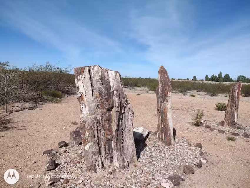 Bosque Petrificado Valcheta
