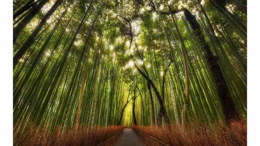 CAMINO NATURAL &ndash; ACUPUNTURA BURZACO