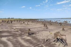 Cementerio de arboles – Chaviyu
