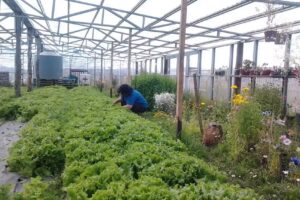 Chacra &ldquo;Virgen De Guadalupe&rdquo;