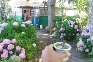 De la quinta De Miguel, Isla Paulino, Berisso.