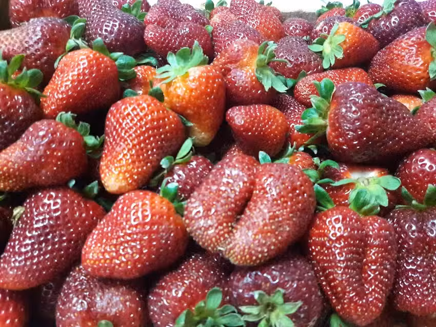 El Galp&oacute;n Elie