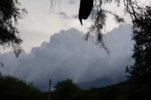 Establecimiento De Hierbas Arom&aacute;ticas y Medicinales Alejando Rost