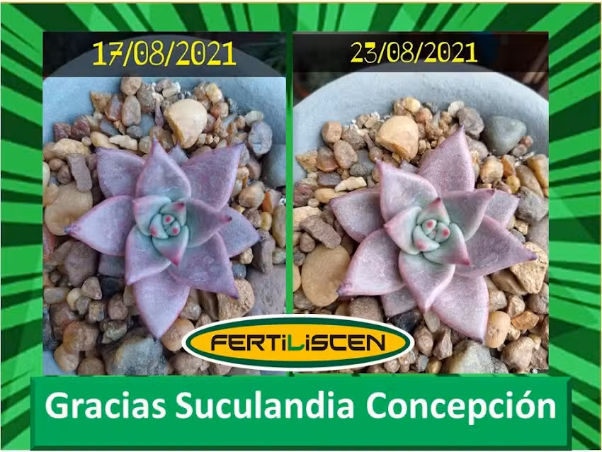 Fertiliscen &ndash; Biofertilizante Natural