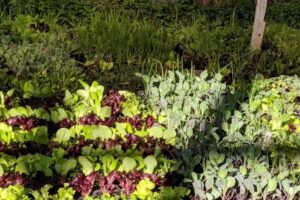 Hierbas Arom&aacute;ticas ADRIANA