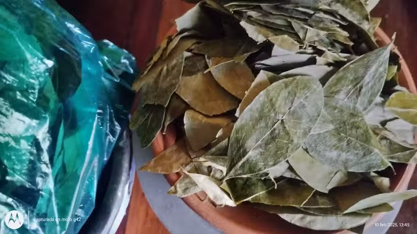 Hoja de coca
