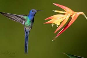Jardin de los Colibr&iacute;es