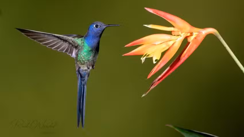 Jardin de los Colibr&iacute;es