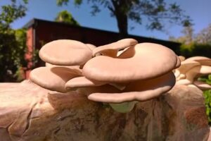 KAIKEN Cultivo Natural