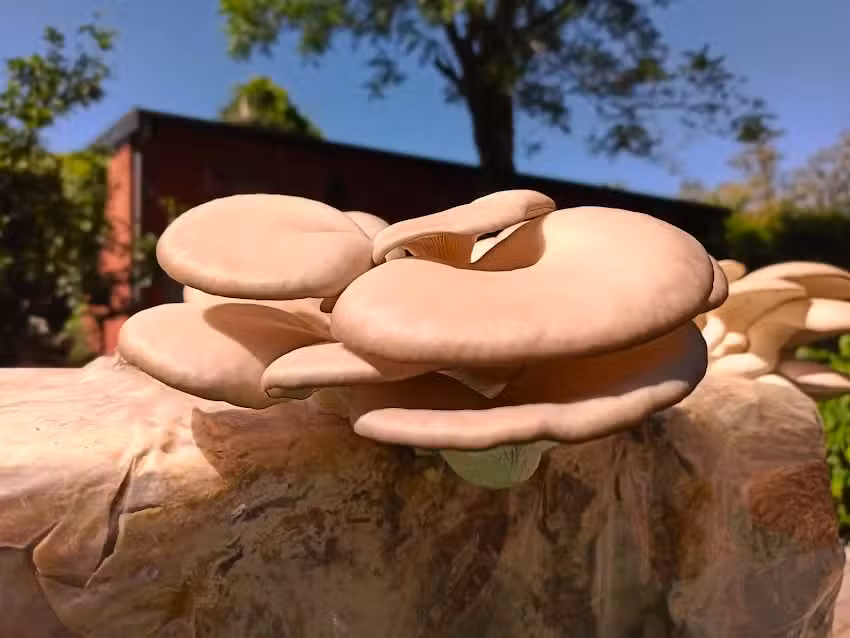 KAIKEN Cultivo Natural