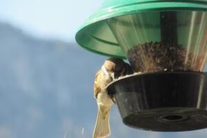 La Candelaria Alimentos Balanceados