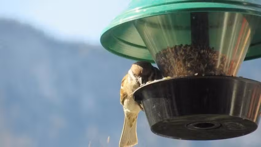 La Candelaria Alimentos Balanceados