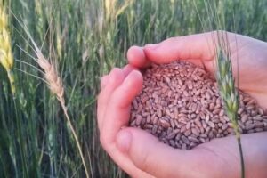 La Zaranda Permacultura