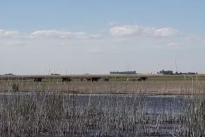 Laguna del Sauce Grande