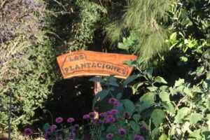 Las Plantaciones