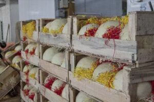 Mercofrut &ndash; Coma Sano