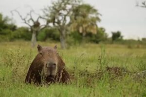 Parque Nacional Iber&aacute;