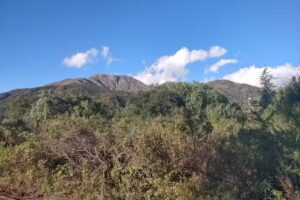 Paz y Flora Bistro Natural