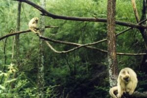 Proyecto Caray&aacute;