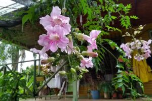 Quinta Amazonas Leo y Leila