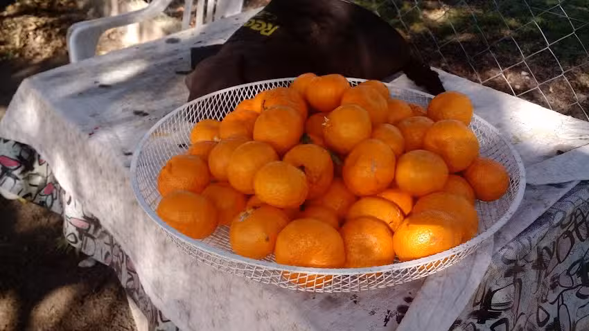 Regionales Don Hector