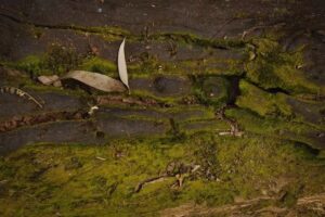 Reserva experimental Horco Molle