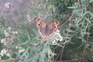 Reserva Los Troncos del Talar