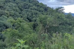 Reserva Municipal Yungas De San Lorenzo Poligono A