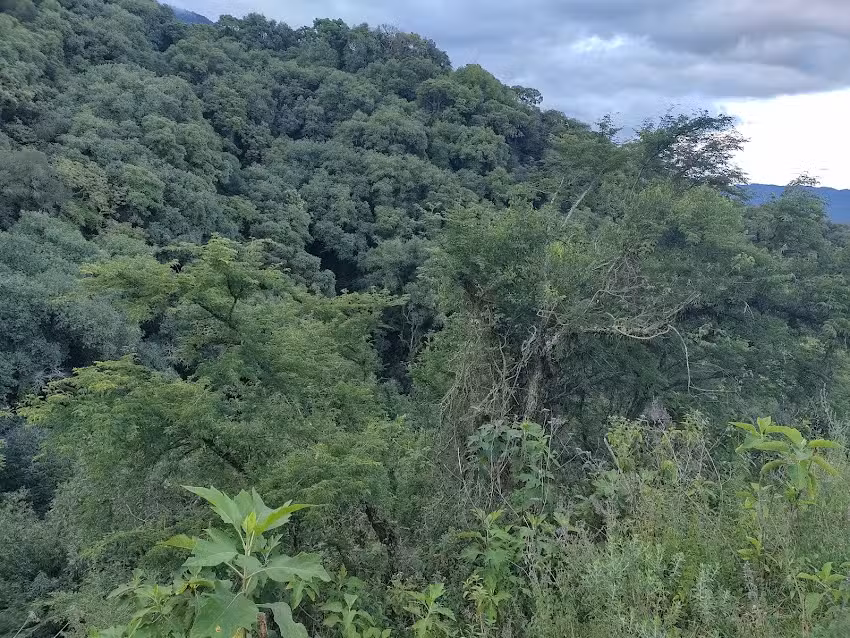 Reserva Municipal Yungas De San Lorenzo Poligono A