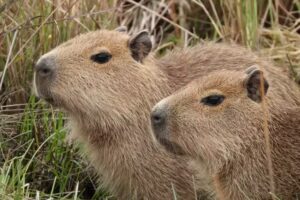 Reserva Natural Don Luis