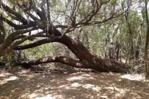 Reserva natural privada Termas del Guaychú