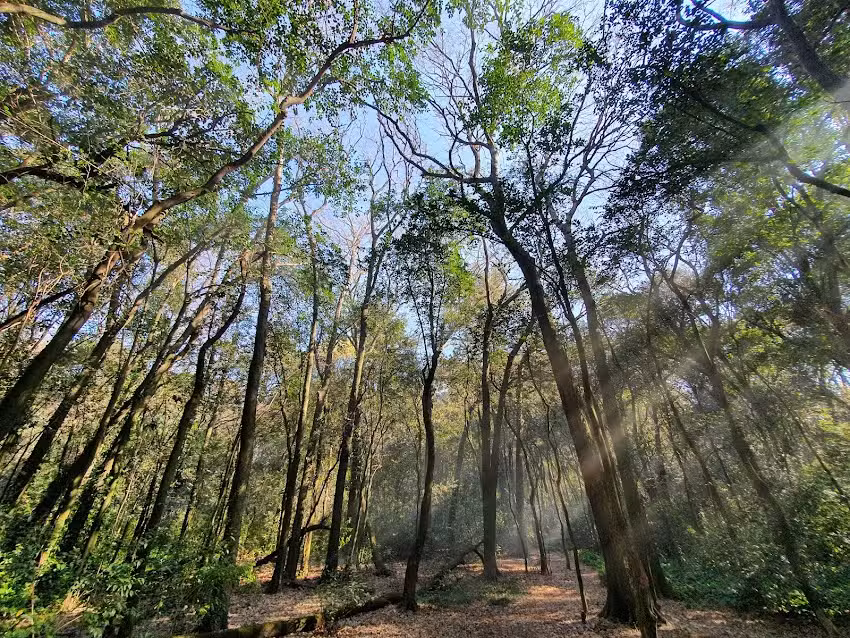 Reserva Natural Provincial Santa Catalina (Bosque)