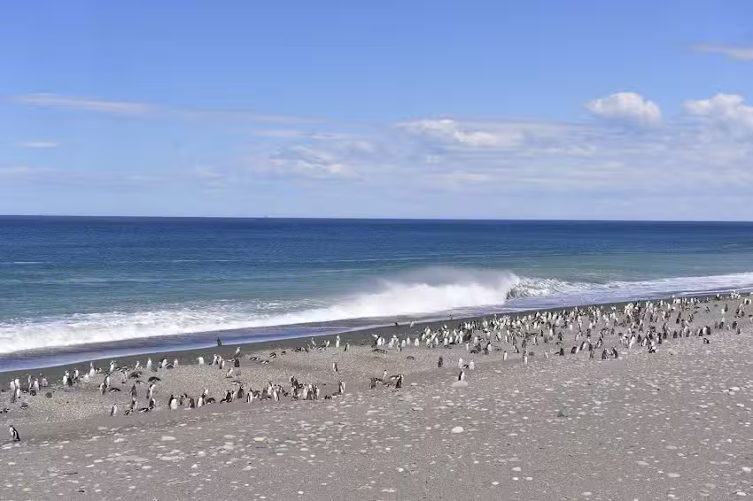 Reserva Provincial Cabo Virgenes (Pinguinera)