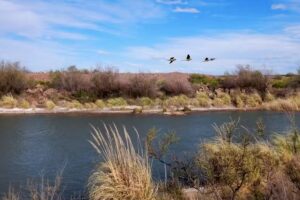 Reserva Provincial Pichi Mahuida