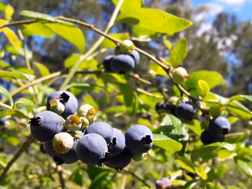 Santa Lucia Arandanos