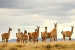 Tierra Turismo | Excursiones Naturales en Ushuaia