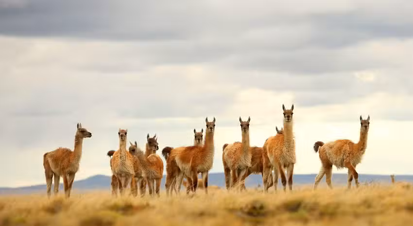 Tierra Turismo | Excursiones Naturales en Ushuaia