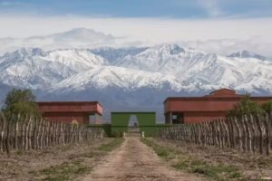 Tikal Natural Vineyards