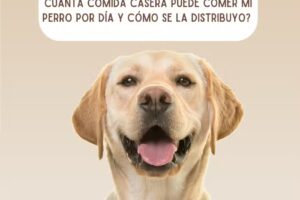 Vidapet. Comida casera para perros.