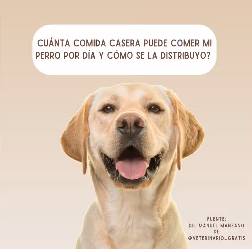 Vidapet. Comida casera para perros.