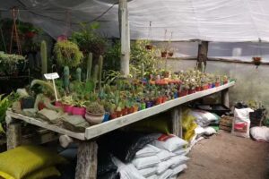 Vivero Cultura Natural