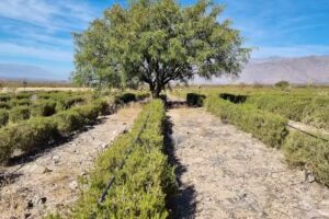 Zencial Natural Essences