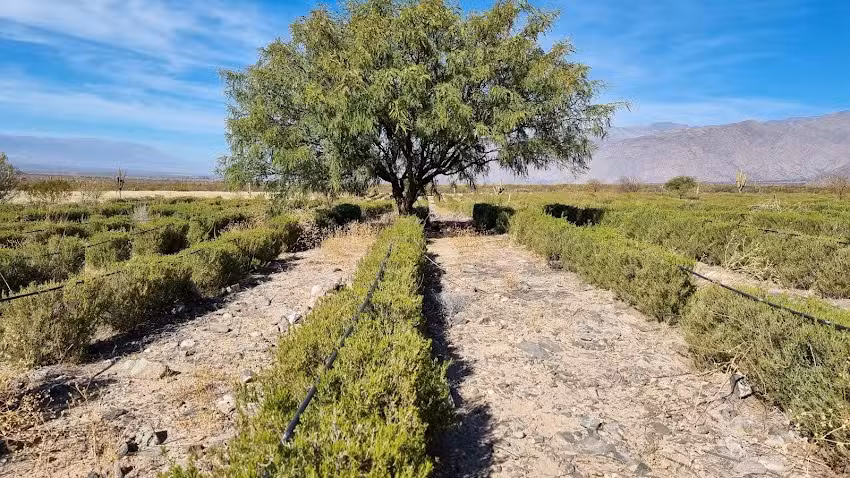 Zencial Natural Essences